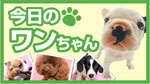 今日のワンちゃん